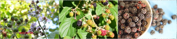 Brombeeren, von der Blüte... in die Schale.