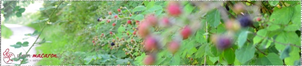 Eine Brombeerhecke, bereit abgepflückt zu werden...