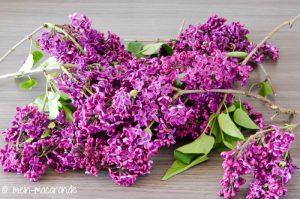 Rezept und Anleitung für Fliederblütensirup. Sirup aus Fliederblüten.
