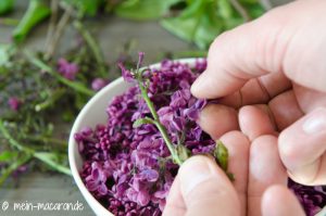 Rezept und Anleitung für Fliederblütensirup. Sirup aus Fliederblüten.