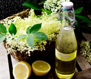 Holunderblütensirup Holunderblütensirup