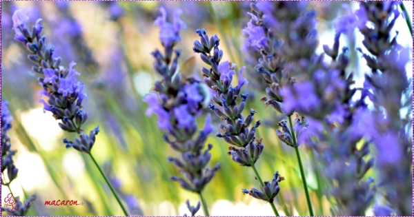 Lavendel  (Lavandula angustifolia)