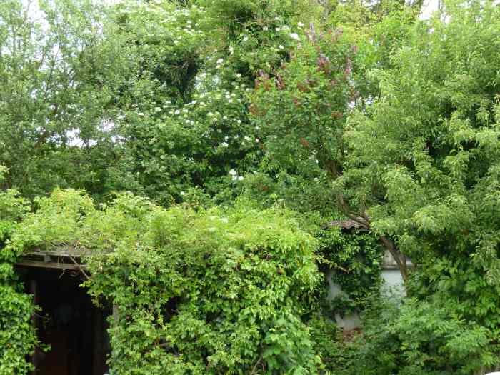 Mein Dschungel, mein Lieblingsplatz. Im Hintergrund, Holunder-Strauch.