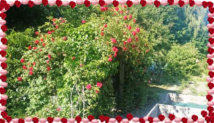 Macarons mit Litschi und Rosen.