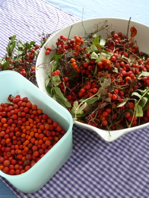 Die Früchte der Eberesche, "Vogelbeeren".