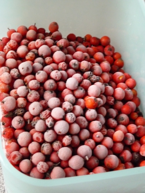 Eingefrorene Vogelbeeren